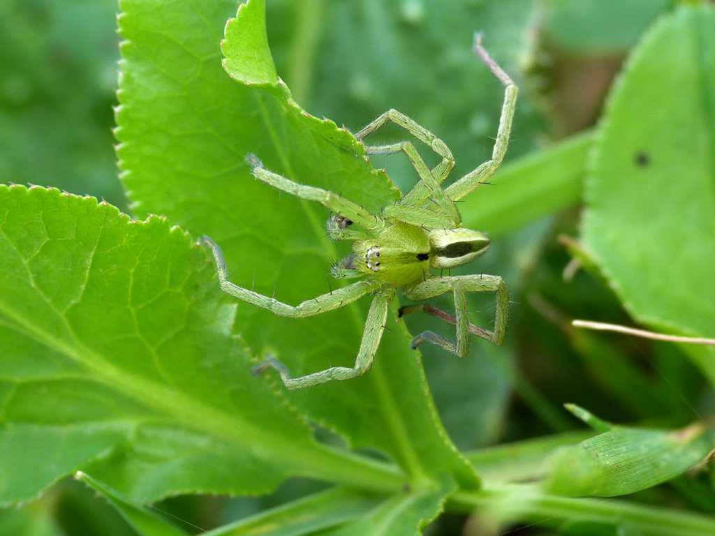 Maschi di Micrommata ligurina - Tolfa (RM)